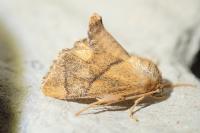 Apoda limacodes