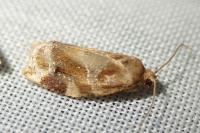 Archips xylosteana