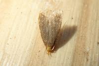 Eurodachtha pallicornella