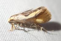 Harpella forficella