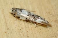 Recurvaria leucatella