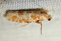Rhyacionia pinicolana