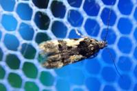 Teleiodes luculella
