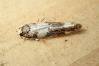 Recurvaria leucatella