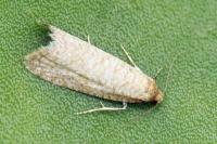 Isotrias stramentana