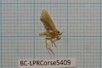 Mirificarma flavella