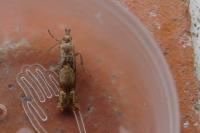 Eucosma conterminana