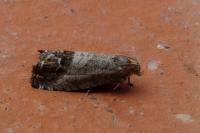Cydia splendana