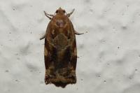 Archips xylosteana