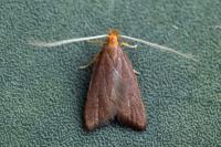 Eurodachtha pallicornella