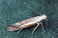 Isophrictis lineatella