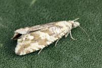 Thiodia citrana
