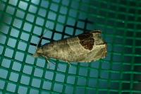 Notocelia uddmanniana