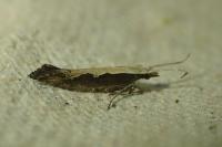 Plutella xylostella
