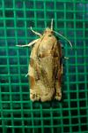 Archips xylosteana