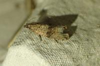 Celypha striana