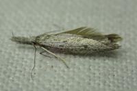 Pleurota