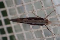 Plutella xylostella