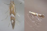 Phyllonorycter mespilella