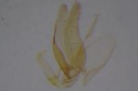 Phyllonorycter mespilella
