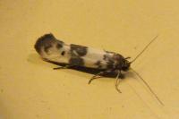 Enolmis acanthella