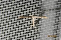Emmelina monodactyla