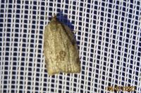 Lozotaenia forsterana