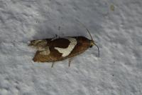 Epiblema foenella