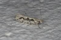 Ornativalva plutelliformis