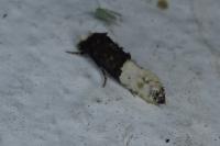 Trichophaga bipartitella