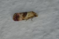 Neocochylis millierana