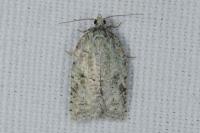 Acleris literana