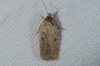 Agonopterix