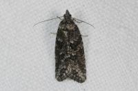 Cnephasia