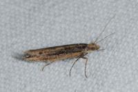 Ypsolopha ustella