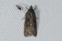 Cnephasia