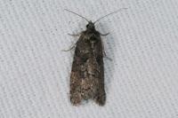 Cnephasia