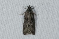 Cnephasia