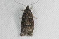 Cnephasia
