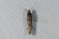 Ypsolopha ustella