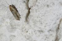 Eucosma