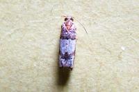 Epinotia thapsiana