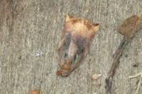 Archips podana