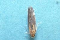 Stomopteryx basalis