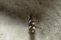 Argyresthia brockeella