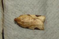 Paramesia gnomana