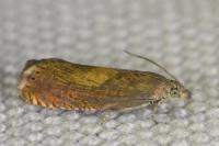 Dichrorampha vancouverana