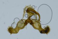 Dichrorampha vancouverana