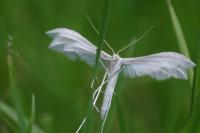 Pterophorus pentadactylus