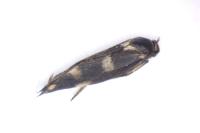 Scythris scopolella